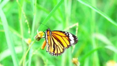 4K Thai güzel kelebek çayır çiçekleri doğa arka planda