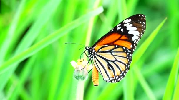 Tailandês Bela Borboleta Prado Flores Natureza Exterior Backgound — Vídeo de Stock