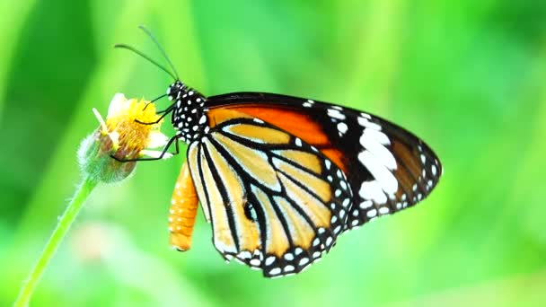 Tajski Piękny Motyl Łące Kwiaty Natura Zewnątrz Backgound — Wideo stockowe