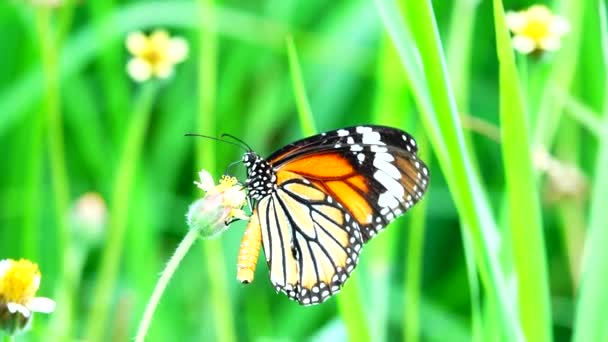 Tajski Piękny Motyl Łące Kwiaty Natura Zewnątrz Backgound — Wideo stockowe