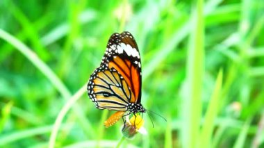4K Thai güzel kelebek çayır çiçekleri doğa arka planda