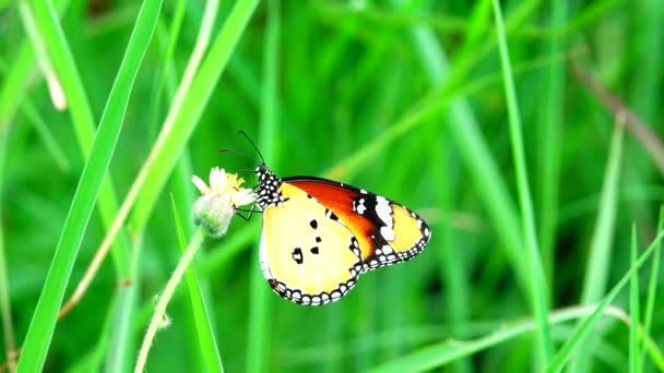Thai Güzel Kelebek Çayır Çiçekleri Doğa Arka Planda — Stok video