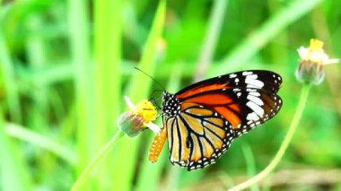 4K Thai güzel kelebek çayır çiçekleri doğa arka planda