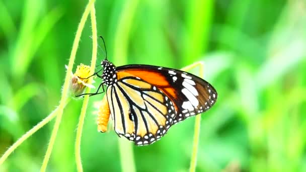 Tajski Piękny Motyl Łące Kwiaty Natura Zewnątrz Backgound — Wideo stockowe