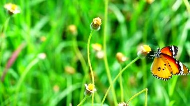 HD 1080p Süper yavaş Tayland Kelebeği Çayırda Çiçeklerde Böcek Doğa