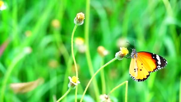 1080P Super Lento Tailandês Borboleta Flores Pasto Inseto Natureza Livre — Vídeo de Stock