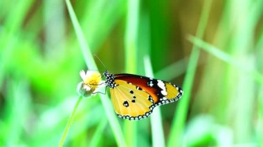 4K Thai güzel kelebek çayır çiçekleri doğa arka planda