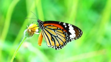 4K Thai güzel kelebek çayır çiçekleri doğa arka planda