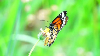 4K Thai güzel kelebek çayır çiçekleri doğa arka planda