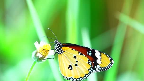 Tajski Piękny Motyl Łące Kwiaty Natura Zewnątrz Backgound — Wideo stockowe