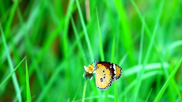 1080P Super Lento Tailandês Borboleta Flores Pasto Inseto Natureza Livre — Vídeo de Stock