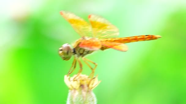 Beautiful Yellow Black Dragonfly Flying Catch Tree Beautiful Morning Sunrise — Stock Video