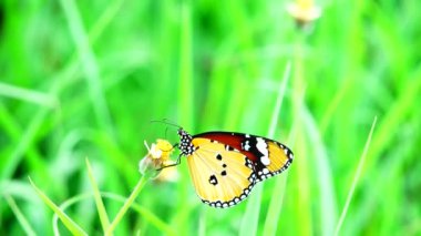 4K Thai güzel kelebek çayır çiçekleri doğa arka planda