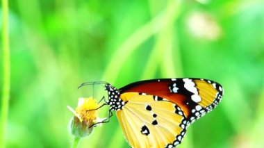 4K Thai güzel kelebek çayır çiçekleri doğa arka planda