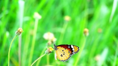 HD 1080p Süper yavaş Tayland Kelebeği Çayırda Çiçeklerde Böcek Doğa