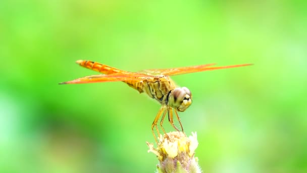 Beautiful Yellow Black Dragonfly Flying Catch Tree Beautiful Morning Sunrise — Stock Video