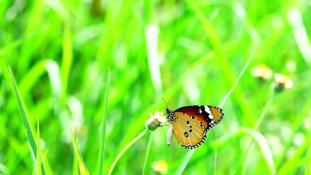 1080P Super Lento Tailandês Borboleta Flores Pasto Inseto Natureza Livre — Vídeo de Stock