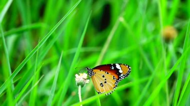 HD 1080p Süper yavaş Tayland Kelebeği Çayırda Çiçeklerde Böcek Doğa