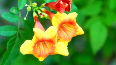 4K. Güneş ışığı parçacıklarıyla güzel turuncu sarmaşık çiçeklerini kapat. Doğa arkaplanı