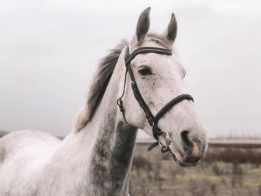 At görüntüsü. Güçlü asil hayvan.