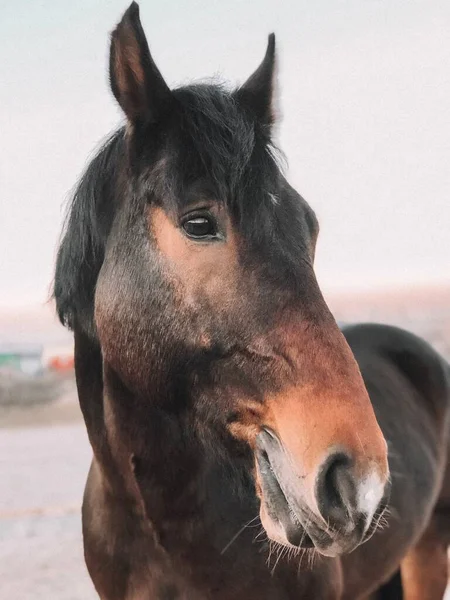 Photo of a horse.  Horse\'s head.  A beautiful and noble animal