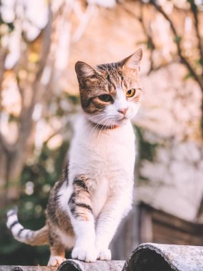Beyaz göğüslü kedi. Çatıda sevimli bir hayvan oturuyor.. 