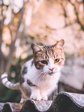 Beyaz göğüslü kedi. Çatıda sevimli bir hayvan oturuyor.. 