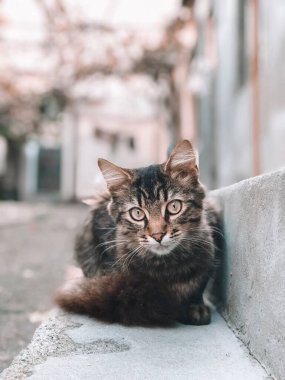 Beyaz göğüslü kedi. Çatıda sevimli bir hayvan oturuyor.. 