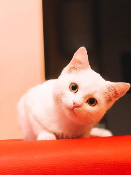 Gatito Blanco Como Nieve Una Otomana Roja Hermosa Mascota —  Fotos de Stock