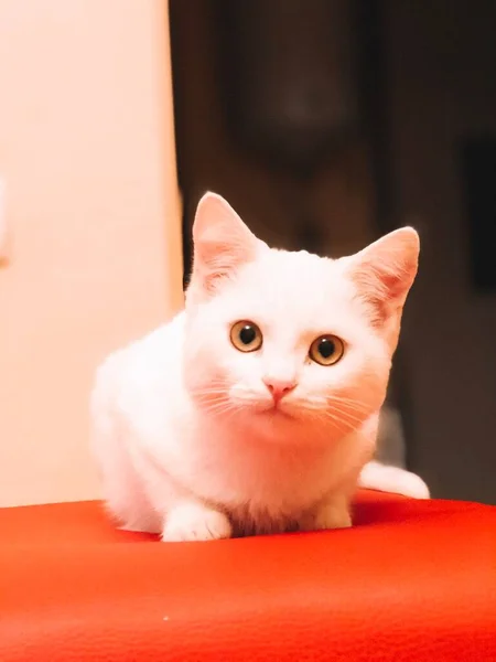  Kırmızı bir sedirin üzerinde kar beyazı kedi yavrusu. Sevimli hayvan.
