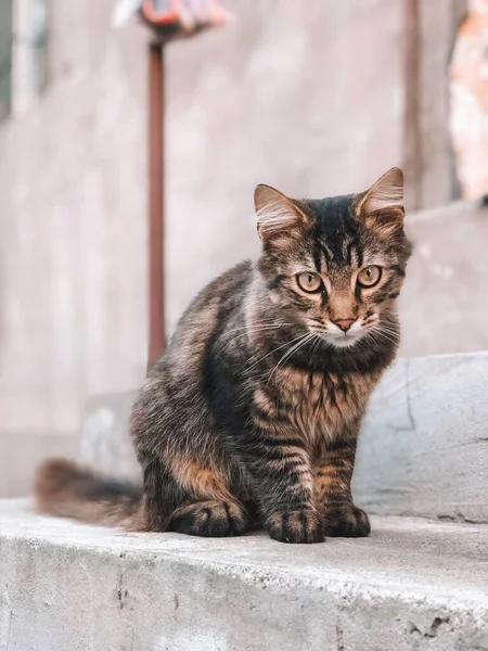 Gestreifte Obdachlose Katze Ein Niedliches Tier Sitzt Auf Der Treppe — Stockfoto