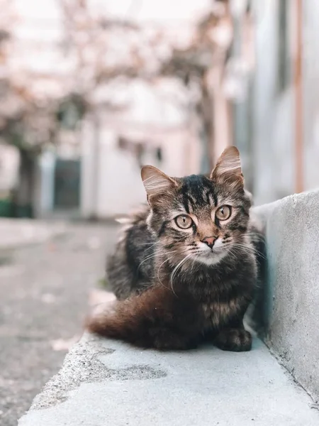 Gato Pecho Blanco Lindo Animal Está Sentado Techo —  Fotos de Stock