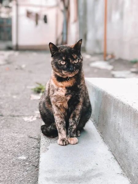 Chat Poitrine Blanche Animal Mignon Est Assis Sur Toit — Photo