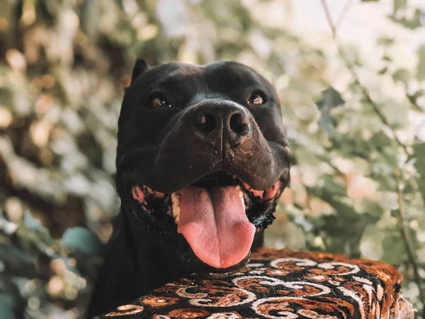 Head of a cute black dog outdoors with pink tongue.  Amateur photo