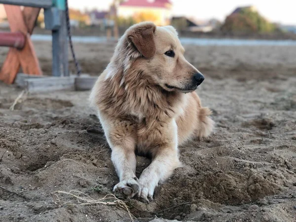 Redhead Cute Mixed Breed Dog Outdoors Looking Distance Amateur Photo — Stock Photo, Image