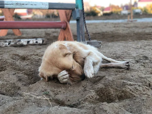 Rudowłosy Uroczy Mieszany Pies Odpoczywa Śpi Zewnątrz Piasku — Zdjęcie stockowe