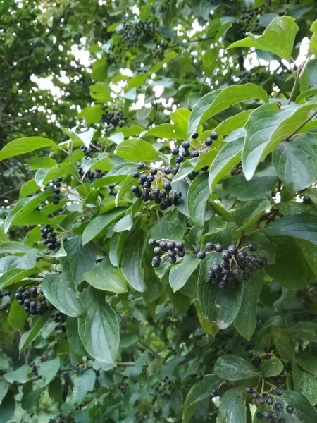 Bahçede yetişen Aronia üzümü (Aronia melanocarpa, Black Chokeberry). Aronia böğürtlenleriyle dolu bir dal..