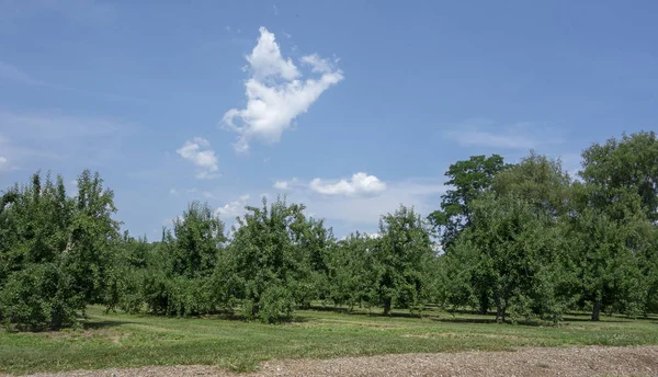 Äppelträdgård Mitten Sommaren Med Många Äpplen Träden Väntar Skörden Höstsäsongen — Stockfoto