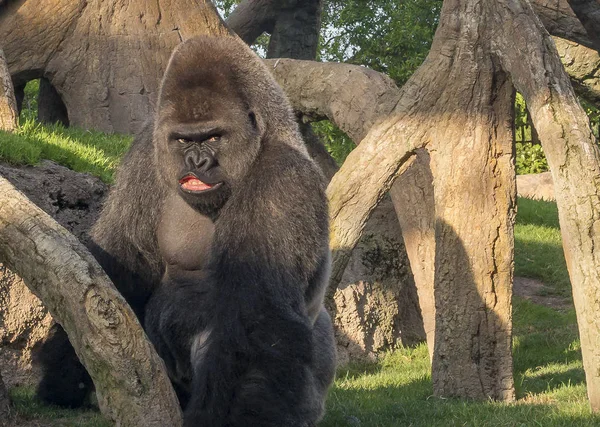 Strong gorilla with an angry face and open mouth on background of logs