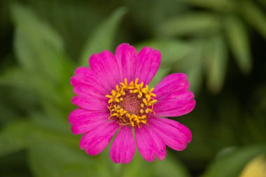 doğal ortamda çiçek