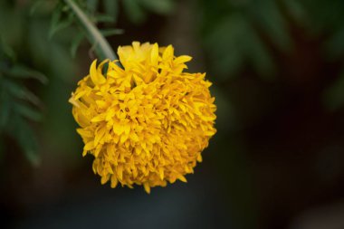 doğal ortamda çiçek