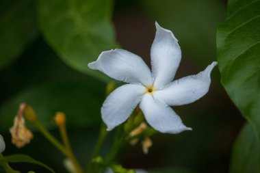 doğal ortamda çiçek