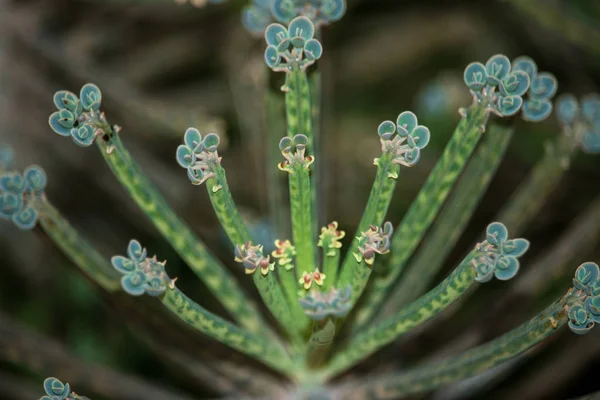 Fiore Ambiente Naturale — Foto Stock