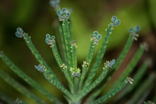 Flower Natural Environment — Stock Photo, Image