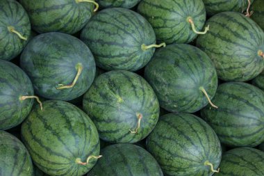 Bir sürü büyük yeşil karpuz ve bir kesik karpuz.