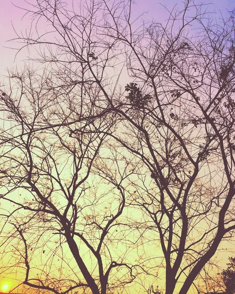 Toter Baum Sonnenuntergang Himmel — Stockfoto