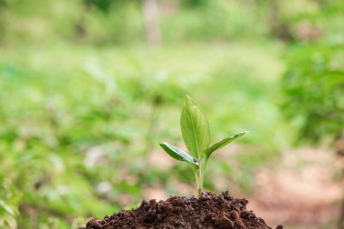 Doğanın arka planında sabah ışığında genç bir bitki