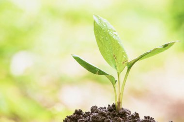 Doğa arka plan üzerinde sabah ışığında genç bitki, yaprak üzerinde kırmızı karınca