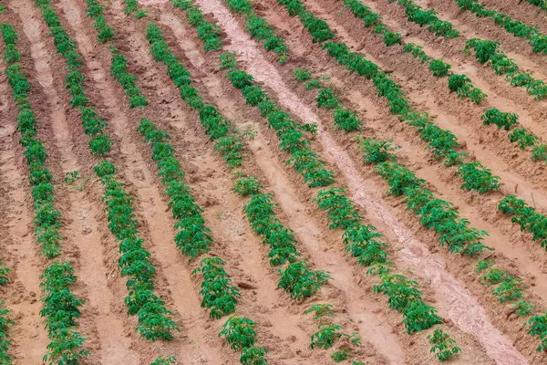 Planting field crops in rows looking from above