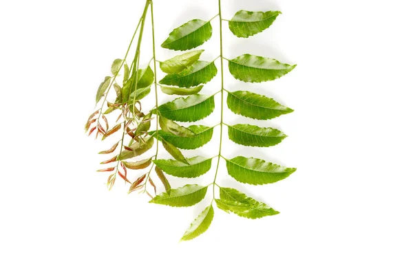 Neem Blätter Als Ayurvedische Medizin Mit Gemahlener Paste Über Weißem — Stockfoto